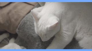 A funny video 8