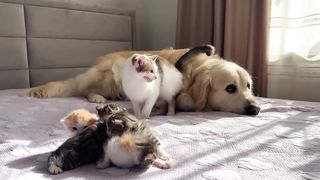 Mom Cat Shows Baby Kittens that Golden Retriever is Safe for Them