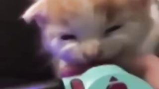 Little kitty want some finger for eat!