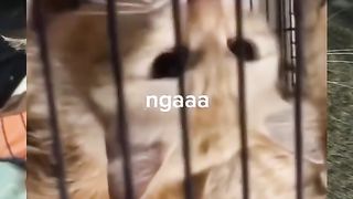 Teach the cat to say flower and don't know