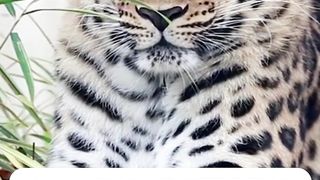 Amazing And Interesting facts About LEOPARDS