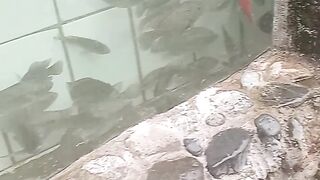Fish golden
