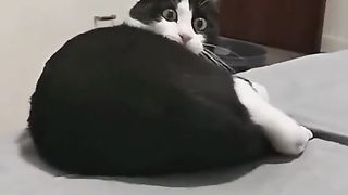 Black white cat curious about mimimi song!