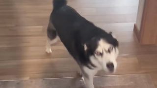Only dog owners understand the happiness, from the dog jumping welcoming ceremony