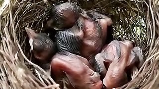 Bird Nest