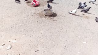 Cute pigeons and doves