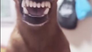Funny dog???? 3