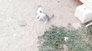 Cute funny cat video