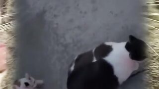 Little kitty play a tail! With big cat!
