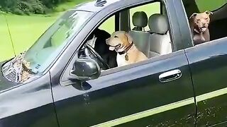 Funny dog 34