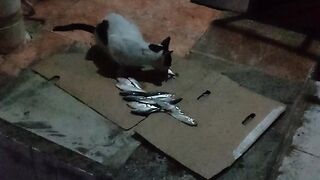 Cats eating fish