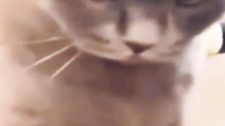 Funny cat and dog 5