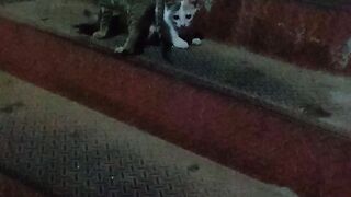 Hungry cats eating seafish asmr