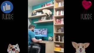 Cuteness Overload: The Funniest and Cutest Cat Videos on the Internet