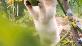 Funny lovely Puppy&kitty No.10