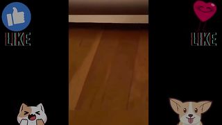 Hilarious Cats Doing What They Do Best Being Cute and Funny