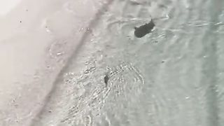 Shark chasing a fish …wait till the end