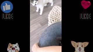 Furry Friends Gone Wild Funny Cute Pets Edition