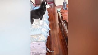 Cute Animal Trends ???? Funniest Cats and Dogs ????????