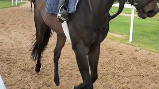 Beautiful timing of horses stable training work