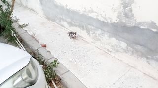 Funniest cat 6