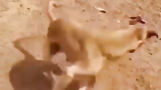 Viral videoes 18
