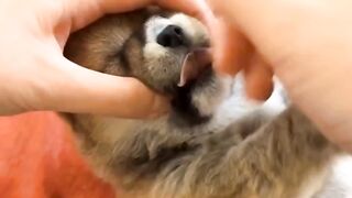 Funny lovely Puppy&kitty No.11