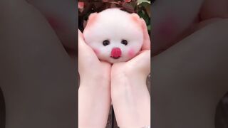 Cute and funny Pomeranian puppy ????????
