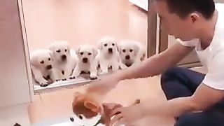 Funny video 110 2