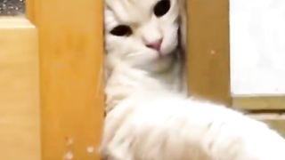 Funny cat 181