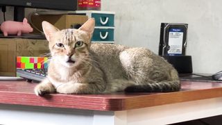 little milk cat: just don't want to play with me