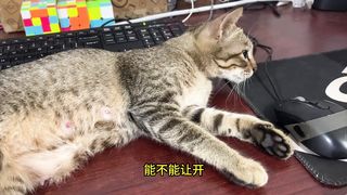 little milk cat: you don't have time to play with me for a while