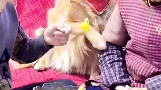 lovely pet