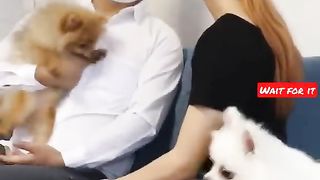 Funny cat 182