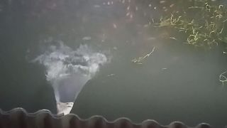 Melihat kolam ikan nila