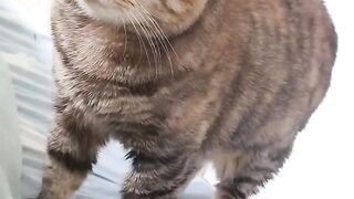 "CuteCat Talking