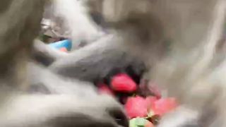 Clever Monkeys