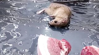 Mice stealing meat