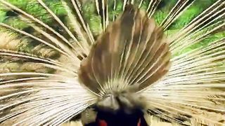 beautiful peacock 2