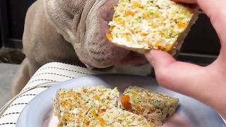 Feed the dog with food