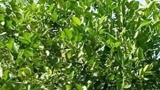 Most Beautiful Video of Nature | Meditation Video | Green Nature| #nature