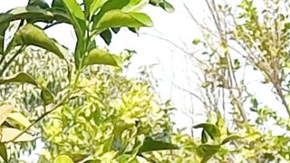 Nature Beauty Scene | Beautiful View | Relaxing Mind| #nature #shorts