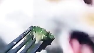 Tingkah laku lucu kucing dan anjing