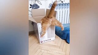 Best Funny Animals Funniest Cats and Dogs