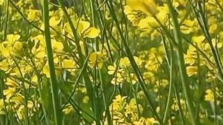 Nature Beauty View | Beautiful Flowers | Green Natural View | #nature #short#viralshort