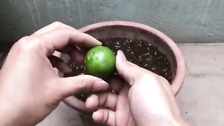 The Best Way Grow Lemon Tree