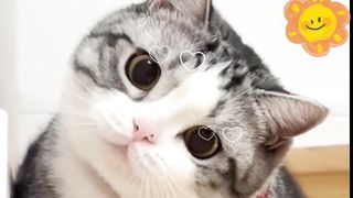 Cute cat 59