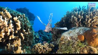 lionfish