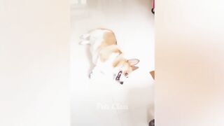 New Funny Animals Funniest Dogs and Cats Videos