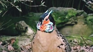 beautiful bird 4